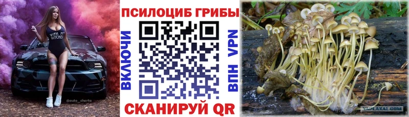 Псилоцибиновые грибы Cubensis  Купить где  Татарск 